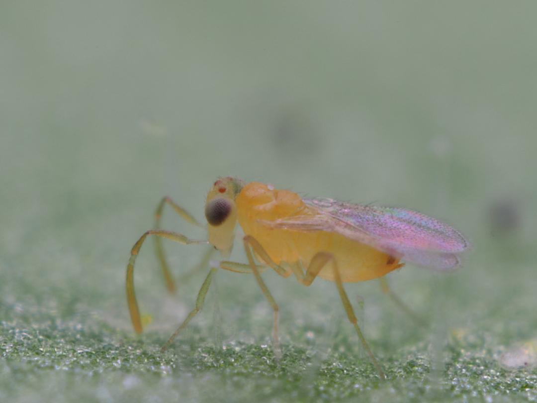 Eretmocerus eremicus adult